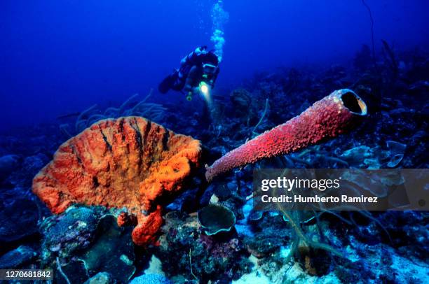 mushroom forest. - blue curacao stock pictures, royalty-free photos & images