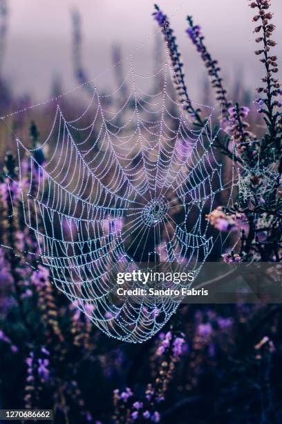 spider web heather sunrise - spinnennetz stock-fotos und bilder