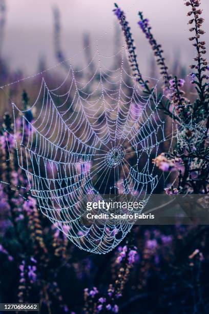 spider web heather sunrise - teia de aranha imagens e fotografias de stock