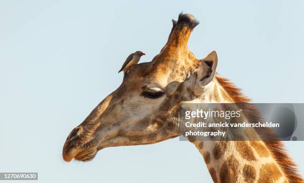 giraffe and red-billed oxpecker - symbiotic relationship stock pictures, royalty-free photos & images