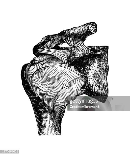 old engraved illustration of human ligaments, right shoulder joint from the front - human skeleton drawing stock pictures, royalty-free photos & images