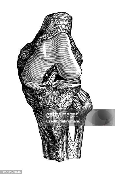 old engraved illustration of human ligaments, left knee joint from the front - human skeleton drawing stock pictures, royalty-free photos & images