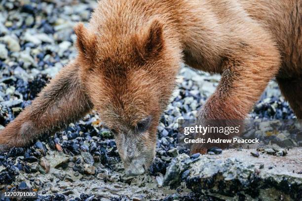 juvenile coastal brown bear moves aside a rock to reveal a blenny - blenny stock pictures, royalty-free photos & images