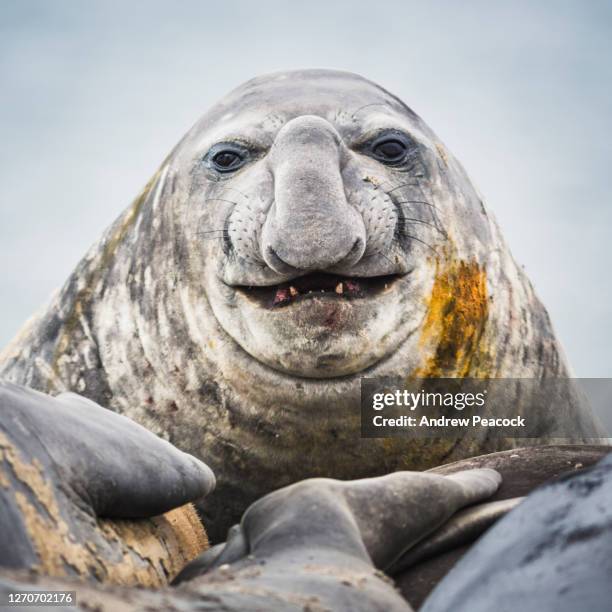 portrait of an elephant seal, elephant point, livingstone island, south shetland islands, antarctica. - elephant seal antarctica stock pictures, royalty-free photos & images