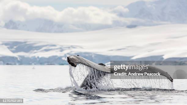 humpback whale fluke, wilhelmina bay, antarctic peninsula, antarctica. - antarctica whale stock pictures, royalty-free photos & images