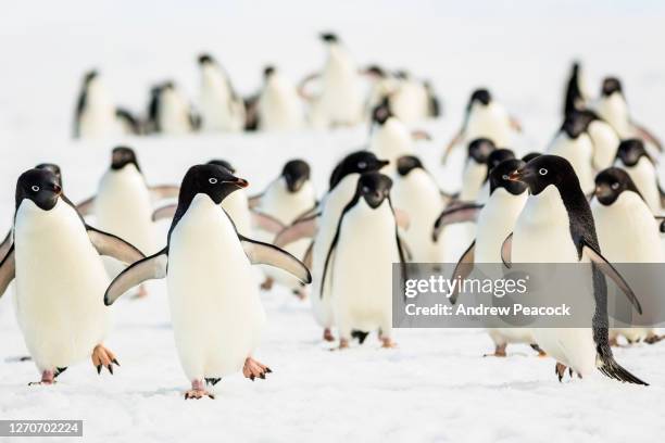 adelie penguins are marching across the ice. - adelie penguin stock pictures, royalty-free photos & images