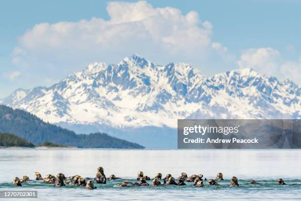 a raft of sea otters in water near boulder island, glacier bay national park, alaska, usa - alaska amerikaanse staat stockfoto's en -beelden