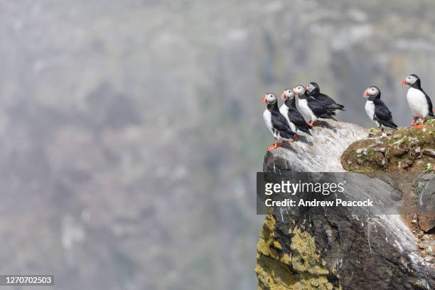 group of atlantic puffins (fratercula arctica) perching on cliff, grimsey island, iceland - icelands grimsey island photos et images de collection