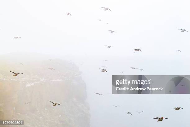 flock of flying atlantic puffins (fratercula arctica), grimsey island, iceland - icelands grimsey island photos et images de collection