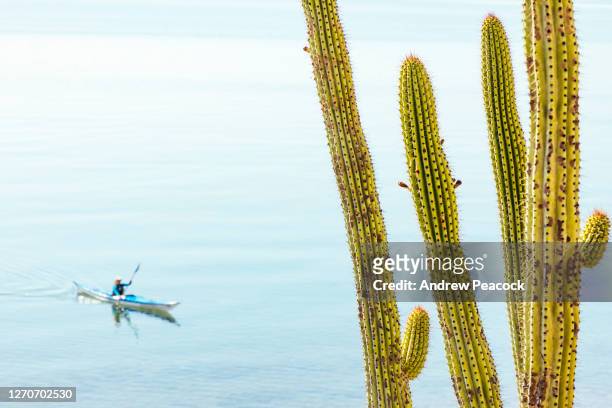 woman paddling in sea kayak, puerto escondido, baja california sur, mexico - puerto escondido stock pictures, royalty-free photos & images