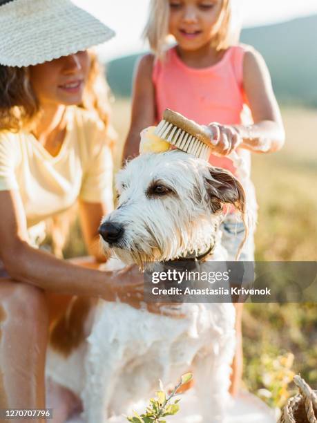 a beautiful mother and daughter washing their pet dog in metal bathtub outside. dog with wet fur sitting in steel basin with bubbles and a rubber duck. summer family activity and fun. - kid girl towel stock pictures, royalty-free photos & images