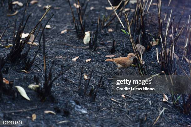 bird amid forest destroyed by fire - amazon rainforest burning stock pictures, royalty-free photos & images