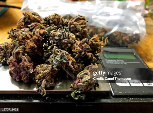 https://media.gettyimages.com/id/1270712422/photo/cannabis-on-scale-for-measuring-weight-of-bags-for-distrubution.jpg?s=612x612&w=gi&k=20&c=PfT2ip0vbcr-tgBBlyAmyp3ImTp2St8448lLAGhJMDs=