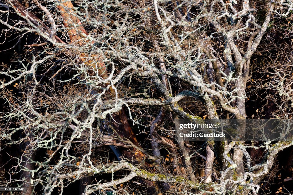 Garry Oak trees