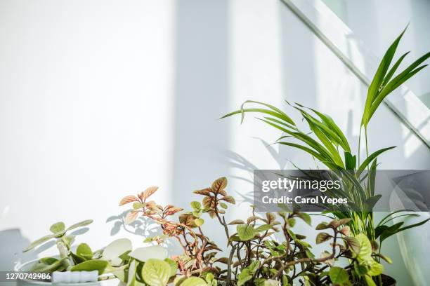 houseplants near the window still at home in white pots - carol grow stock-fotos und bilder