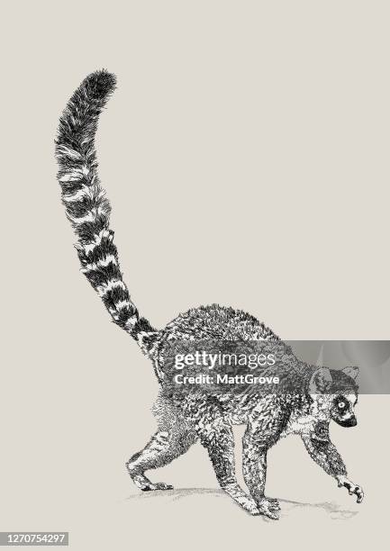 ringschwanzlemur walking - lemur stock-grafiken, -clipart, -cartoons und -symbole