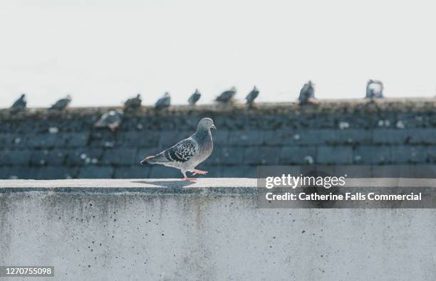 pigeon walking on a wall as other pigeons sit on a roof in the background - esclusione foto e immagini stock