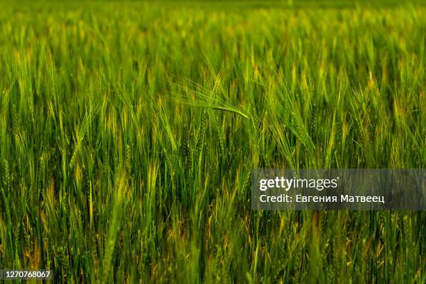 spikelets green rye wheat grows. ripening green crops wheat cereals on agricultural field background - swaying stock pictures, royalty-free photos & images