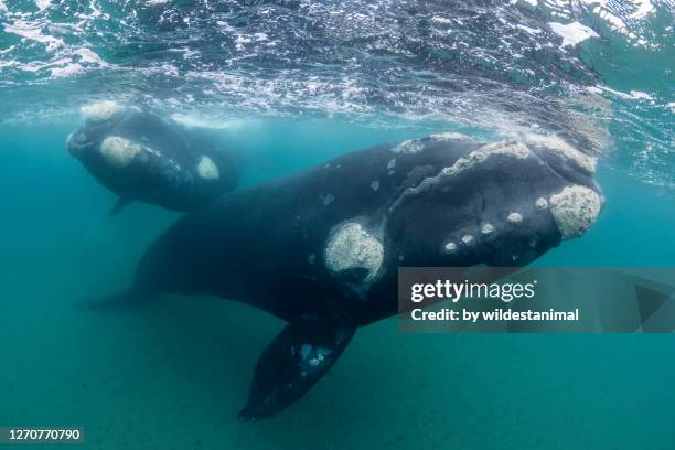 social gathering of playful and curious juvenile southern right whales nuevo gulf, valdes peninsula, argentina., - southern right whale stock pictures, royalty-free photos & images