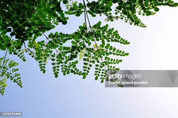 moringa leaf - drumstick tree - moringa tree stockfoto's en -beelden