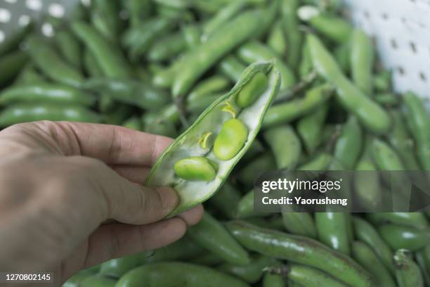 broad bean - fava bean stock pictures, royalty-free photos & images