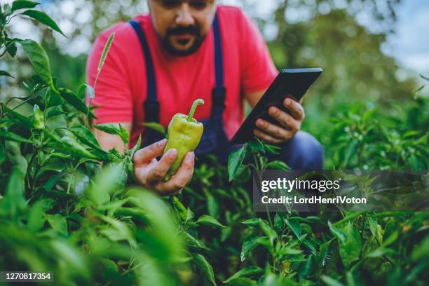 farmer using a digital tablet - bell pepper field stock pictures, royalty-free photos & images