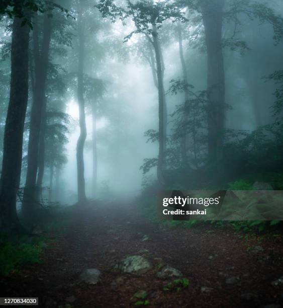 misty wood - silhouette arbre stock pictures, royalty-free photos & images