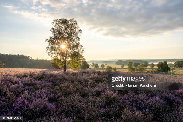 lüneburger heide - lower saxony stock pictures, royalty-free photos & images