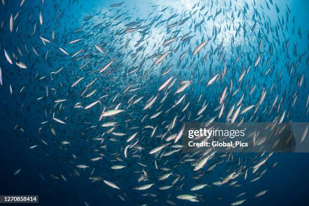 bait ball - palau, micronesia - feeding frenzy stock pictures, royalty-free photos & images