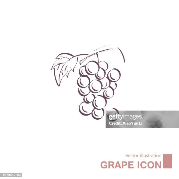 ilustrações, clipart, desenhos animados e ícones de uvas desenhadas por vetores. - folha de parreira