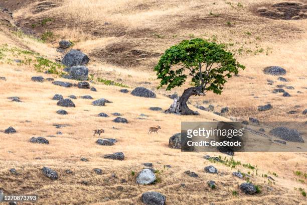 mouflon sheep in a rocky landscape - goat rots stock-fotos und bilder