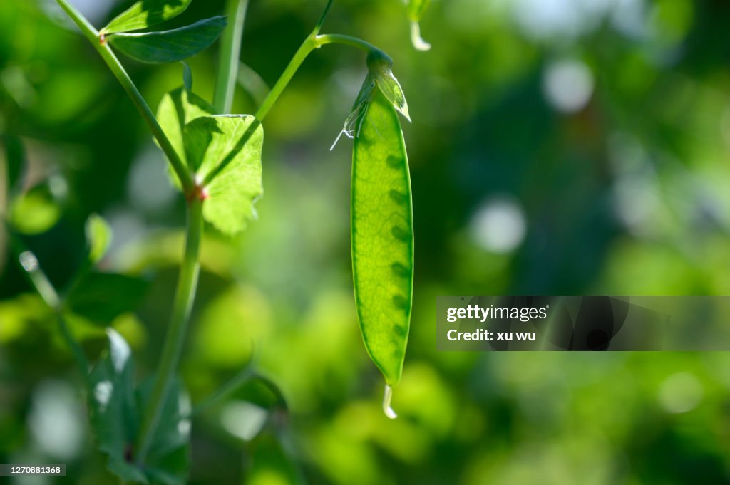 Beans in the field Lentils French beans