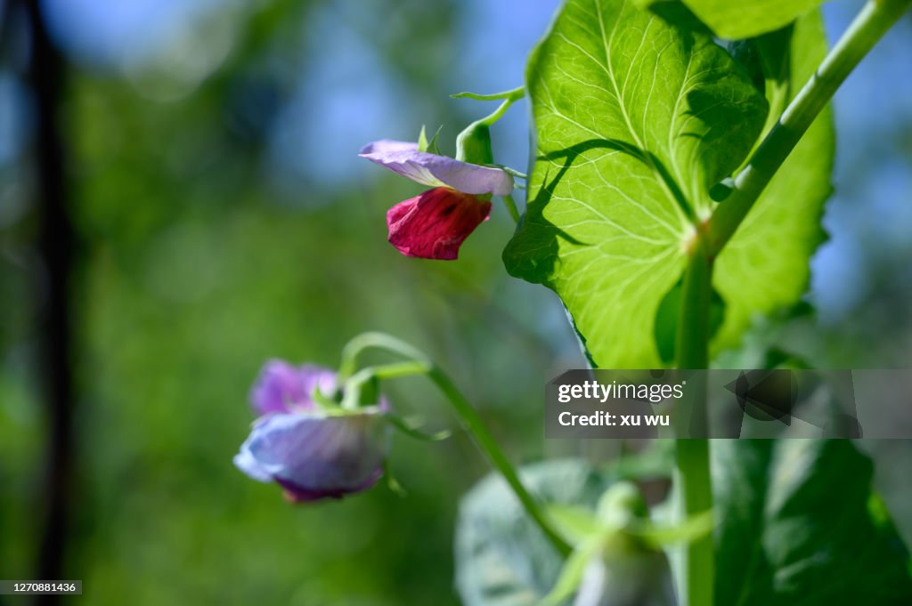 Beans in the field Lentils French beans