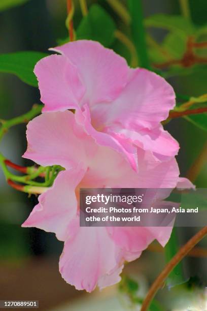 mandevilla / rock trumpet flower - mandevilla stock pictures, royalty-free photos & images