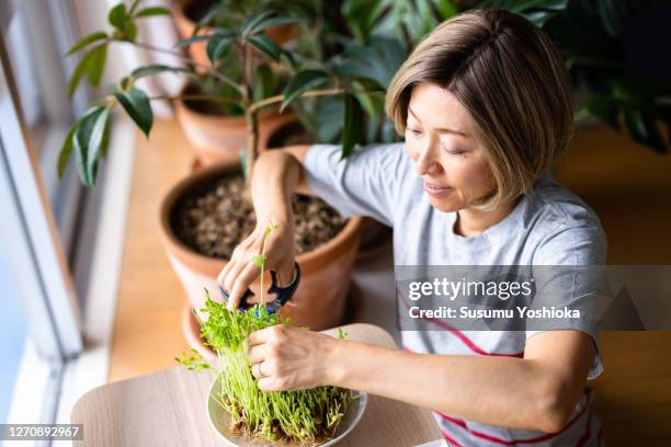 harvesting sprouts grown indoors. - hydroponics stock pictures, royalty-free photos & images