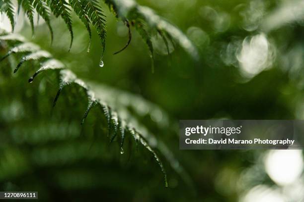 rain fern - fern stock pictures, royalty-free photos & images