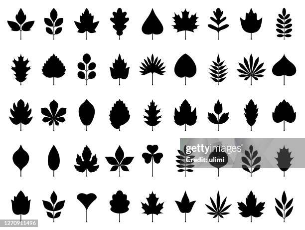 ilustraciones, imágenes clip art, dibujos animados e iconos de stock de conjunto de iconos de hojas - deciduous tree