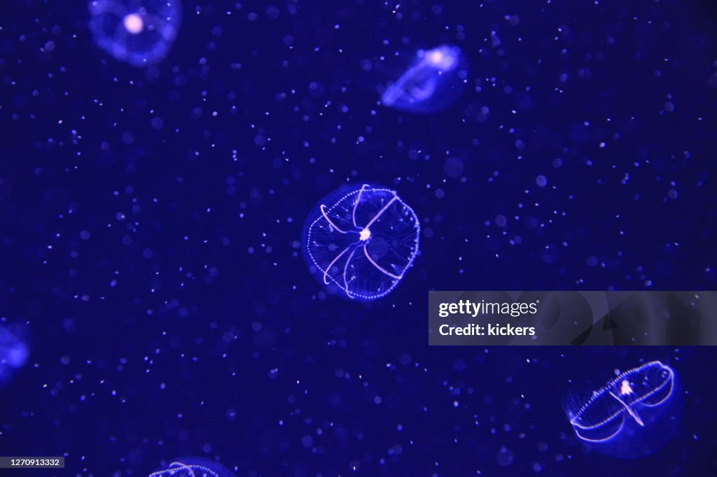 Jellyfish illuminated on dark blue sea water