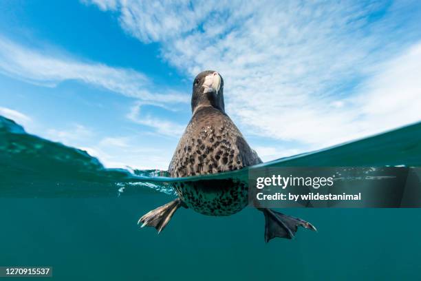 curious southern giant petrel swims close to look at the camera, nuevo gulf, valdes peninsula, argentina. - 水生生物 個照片及圖片檔