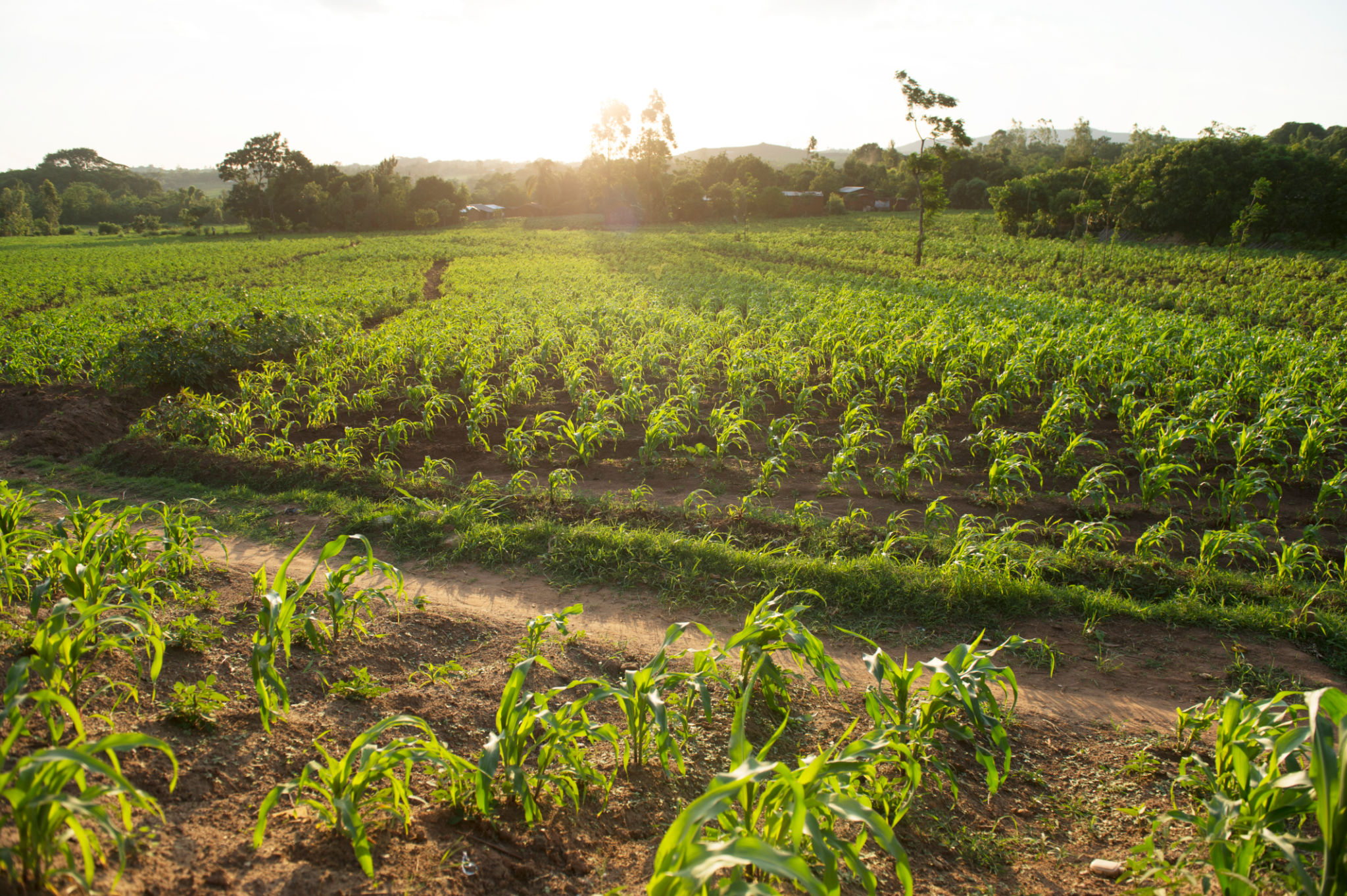 sustainable agriculture Malawi