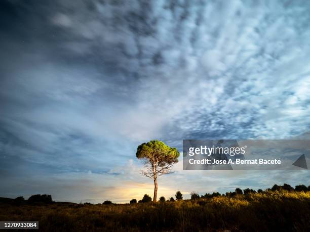 mountain landscape with a lonely tree one night with clouds illuminated by the full moon. - single tree stock pictures, royalty-free photos & images