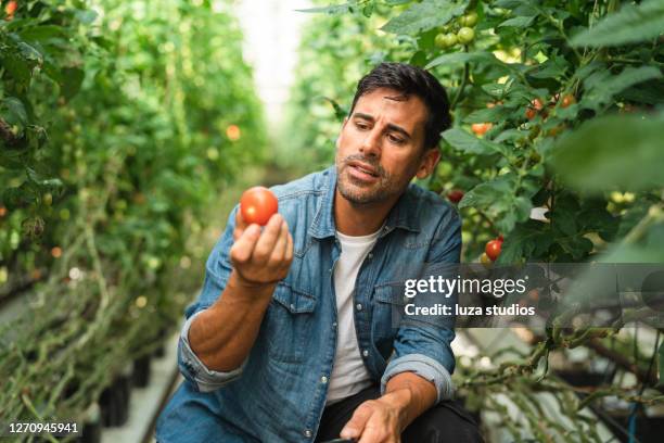farmer examining a tomato - tomato greenhouse stock pictures, royalty-free photos & images