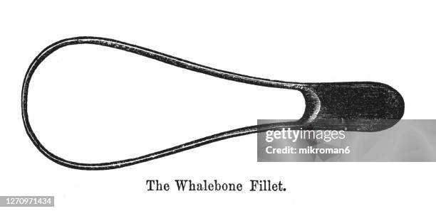 old engraved illustration of the whalebone fillet, surgical instrument - obstetric forceps stock pictures, royalty-free photos & images