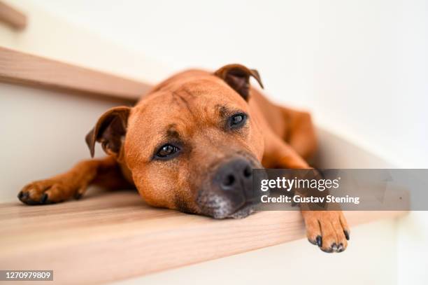 sleepy dog 2 - staffordshire bull terrier stock pictures, royalty-free photos & images