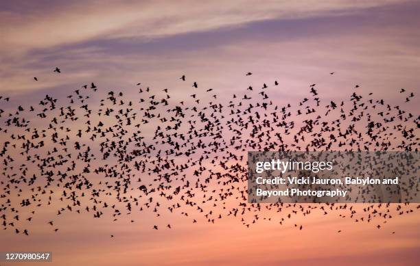 amazing pink sunrise panorama with flock of blackbirds in motion in pennsylvania - vogelschwarm formation stock-fotos und bilder