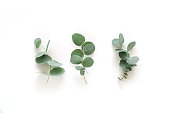 green eucalyptus leaves, branches top view isolated on white background. flat lay, top view. poster