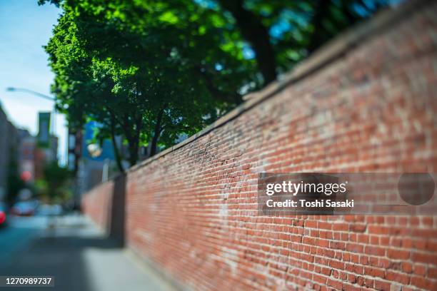 growing fresh trees cover the brick wall of the basilica of saint patrick's old cathedral in nolita. - patrick wall stock pictures, royalty-free photos & images