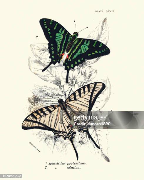 schwalbenschwanz schmetterlinge, iphiclides protesilaus, iphiclides seladon, butteryfly, kunstdruck - swallowtail butterfly stock-grafiken, -clipart, -cartoons und -symbole