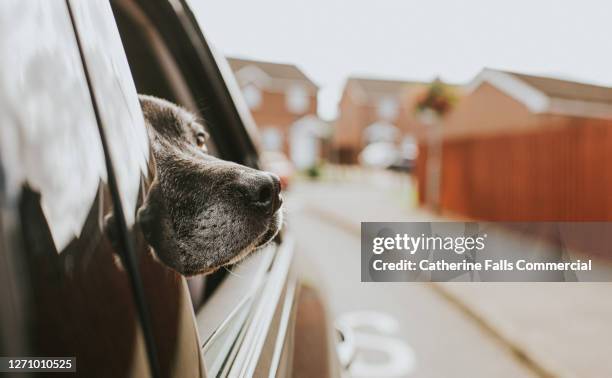 excited dog looking out of a car window - car arrival stock pictures, royalty-free photos & images