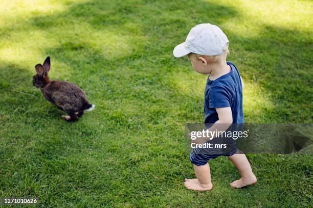 274 Rabbit Chasing Stock Photos, High-Res Pictures, and Images - Getty ...